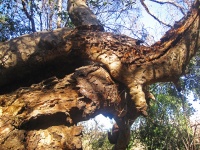 Grotesque Branches Of A Tree