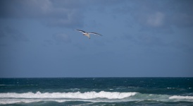 Gull Flying Over Ocean
