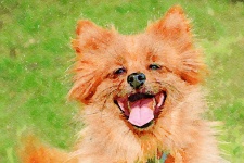 Happy Dog Watercolor Spitz