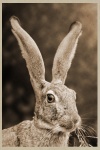 Hare, Rabbit Vintage Photo