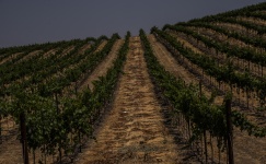 Hillside Vineyards
