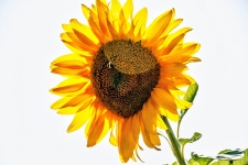 Honey Bee On Sunflower