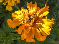Honey Bees On Flowers