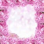 Hydrangea Flowers Frame