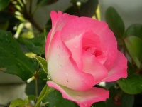 Image Of Pink Rose