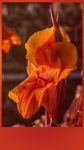 IPhone Wallpaper Gladiolus