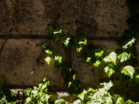 Ivy Growing On Wall Background