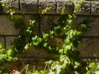 Ivy Growing On Wall X Background