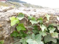 Ivy Growing On Wall