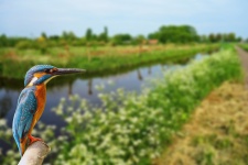 Kingfisher Bird By Water