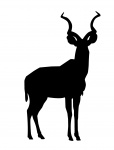 Kudu, Silhouette, Animal, African,
