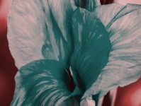 Large Flower Cyan Color