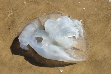 Large Jellyfish Washed Up On Beach