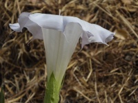 Large White Flower Closeup