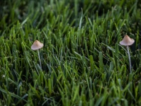 Lawn Mushrooms Beige Color