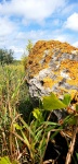 Lichen Covered Rock In A Field