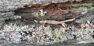 Lichen On A Fence 2