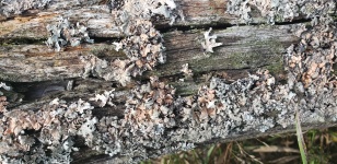 Lichen On A Fence Post 3