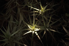Light Focus On Epiphyte Plant
