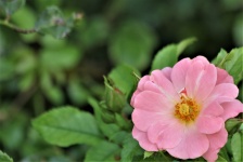 Light Pink Rose Background