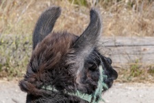 Llama Ears