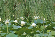 Lotus And Cattails