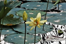 Lotus Flower And Bud