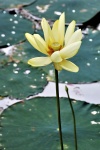 Lotus Flower And Lily Pads 2