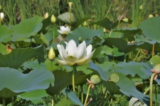 Lotus Flower And Lily Pads