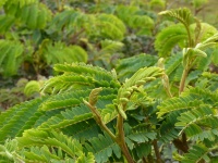 Lush Green Ferns