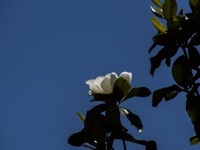 Magnolia Blossum Blue Sky