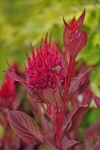 Maroon Celosia Flowers And Bee