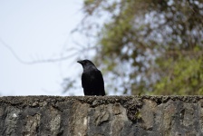 Whistling Blackbird