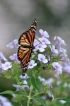Monarch Butterfly On Purple Flowers