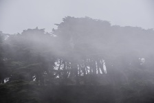 Monterey Pines In Fog Bank