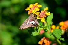 Moth Butterfly In A Garden