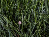 Mushroom Grows In Early Morning