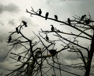 Nesting Cormorant Birds