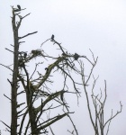 Nesting Cormorant Birds