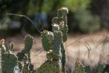 Nopal Cacti
