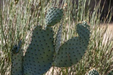 Nopal Cacti