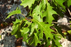Oak Leaves