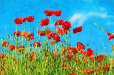 Oil Painted Poppies Print
