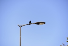 Bird On A Lamppost