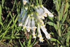 Oklahoma Beardtongue Wildflowers