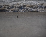 One Sanderling Feeding On Beach