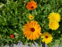 Orange And Yellow Marigold Flowers