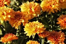 Orange Chrysanthemums And Dew 2