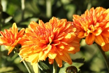 Orange Chrysanthemums And Dew