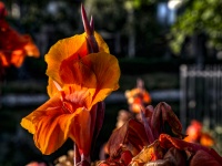 Orange Gladiolus Flower Background